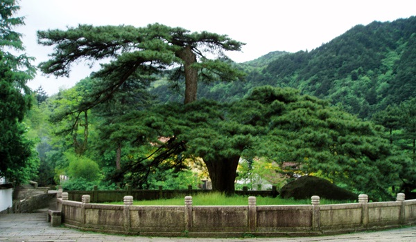 九华山风景-凤凰古松