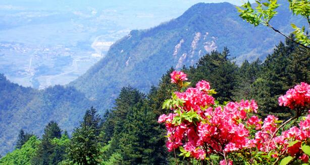 九华山风景-花台春色